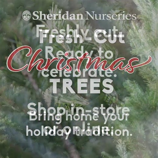 Sheridan Nurseries Fresh Cut Christmas Trees