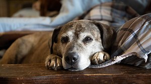 10M views · 106K reactions | There is nothing like giving a senior dog a second chance at life in a forever home. | Today Show | Facebook
