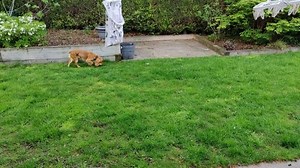 pet prime Dog Ball Launcher