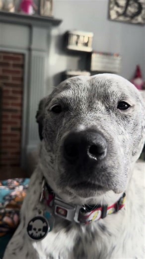 My puppy Bryce reacts to Hotline Bling by Drake #puppy #drake