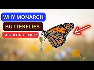 The Biology and Anatomy of: The Monarch Butterfly & milkweed Documentary
