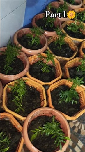 marigold plant harvesting part 1🌼#viral #diy #harvest #marigold #plants