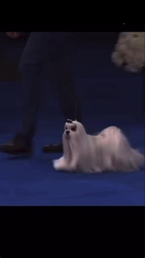 Understanding the Doberman Breed: Traits and Care Tips