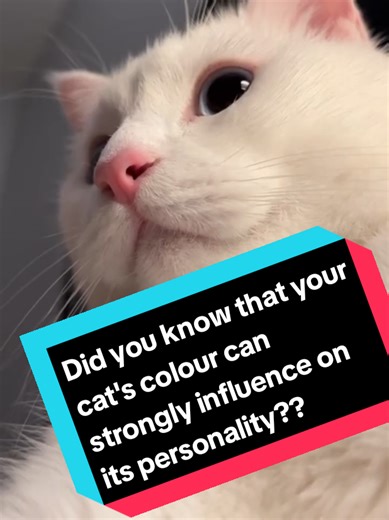 How Your Cat's Color Affects Its Personality