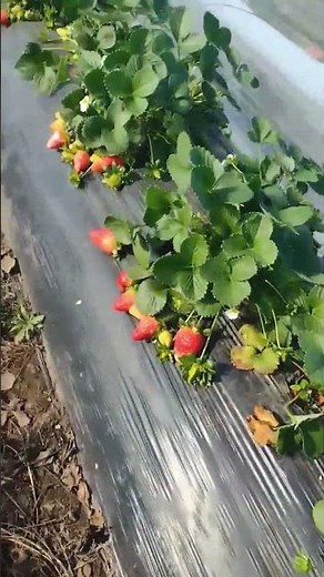 Grow Strawberries at Home From Seed 🍓 | Seed to Harvest Journey!