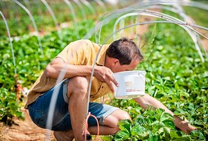 The Best Garden Hoop Tunnels of 2024