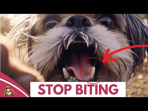 How To Train Your Shih Tzu Puppy To Stop Biting?