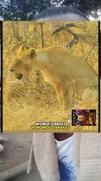 lion vs black mamba