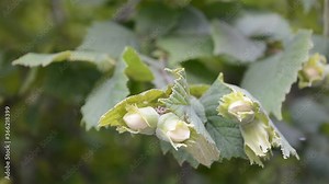Green hazelnuts growing on the tree. Moving on its branch to the beat of the wind. Hazelnuts contain calcium, phosphorus, magnesium and antioxidant properties due to their high content of vitamin E.