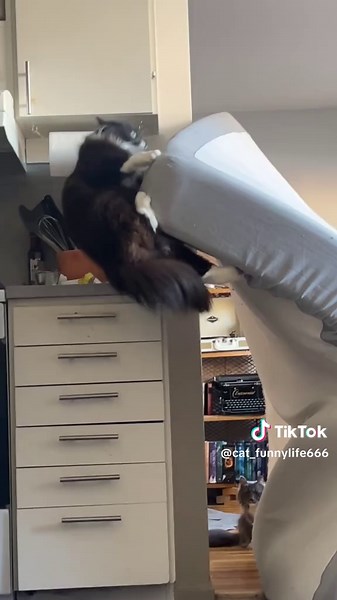 Brave Attempt Fails: Hilarious Cat Moments