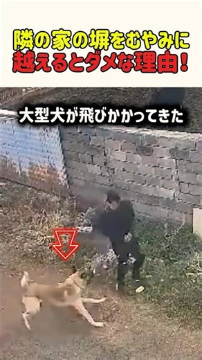 [Shocking] Man attacked by a ferocious kangal dog. His astonishing judgment saved his life in a l...