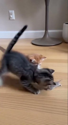 Kittens vs. Mouse — The Chase Begins! 🐱🐱🐭