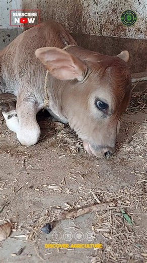 26K views · 21 reactions | Witnessing this adorable calf enjoying its...
