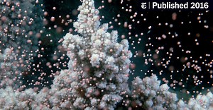 In Secrets of Coral Spawning, Hope for Endangered Reefs
