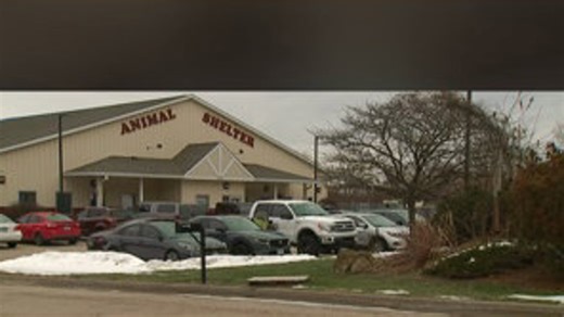 QC Paws hosts major adoption day