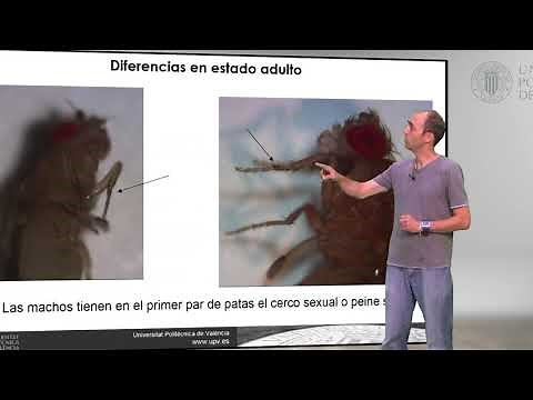 Drosophila melanogaster: Diferencias entre machos y hembras (moscas) | 37/95 | UPV