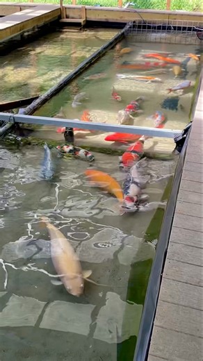 138K views · 3.2K reactions | Japanese Koi in Shallow Waters, waiting to be homed in their new pond soon ❤️ | The Koi Partner | Facebook