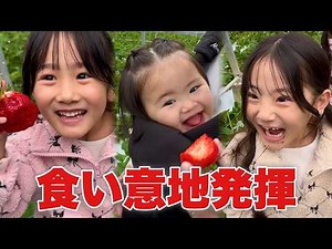 [Eating spree] Three sisters overjoyed to go strawberry picking for the first time in two years w...