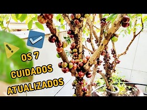 The 7 Main Tips for Caring for a Potted Jabuticaba Tree Updated