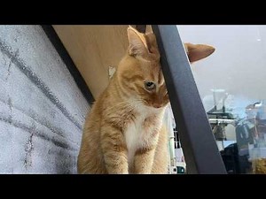 The Most DRAMATIC Cats Ever! 😂 Funny Cat Videos 2026