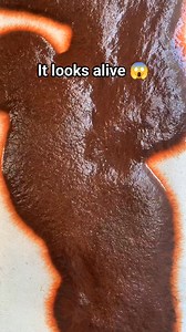 Sludge worms explained #facts #animals #reels | Marc Joseph