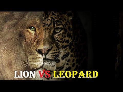 Lion VS Leopard | Lion VS Leopard Real Fight | Lion Vs Leopard Who Would Win