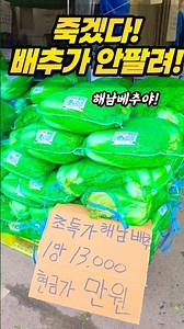 죽겠다. 정말 배추가 너무 안 팔리네. 해남배추 #시장 #맛집 #광장시장 # 해남배추 #절임배추