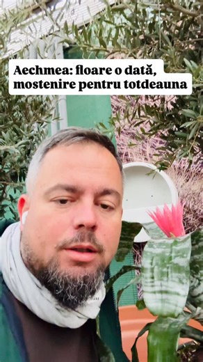 andreimarincean.ro on Instagram: "Aechmea impresioneaza prin floare, dar adevarata poveste incepe dupa. Planta mama infloreste o singura data, apoi isi transfera energia catre pui. De aici vine magia: fiecare pui devine o noua planta capabila sa repete ciclul, iar tu poti avea generatii intregi dintr-o singura Aechmea. Separi puii cand ajung la aproximativ o treime din marimea plantei mature si continui linia mai departe, fara sa pierzi forma sau culoarea care te-au atras la inceput. #aechmea #b