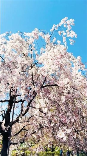 Japanese: Ueda Castle Ruins Park 上田城跡公園