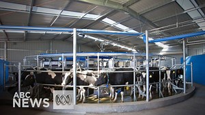 Robotic dairies could be the answer to Australia's shortage of farm labour, agricultural experts say, as farmers call for more research and information into high-tech equipment. Read more here: http://ab.co/1pymoS9 | ABC News