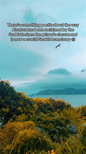 Seabirds Reclaim Alcatraz Island Homes After Closure
