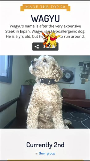 #cockapoo #americasfavoritepet