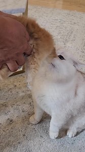 British Shorthair kitten moments: funniest cat video clips
