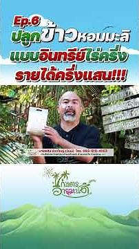 Ep 6 ปลูกข้าวหอมมะลิแบบอินทรีย์ไร่ครึ่ง รายได้ครึ่งแสน!!! #เกษตรอารมณ์ดี