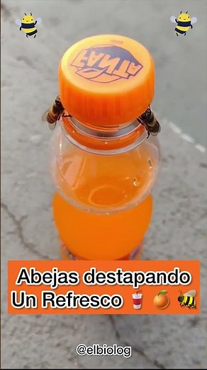 Bees Opening a Soda 🐝🥤🤔 #bees #animals