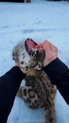 I Opened a Frozen Barrel… and a Screaming Snow Leopard Cub Exploded Out🥲