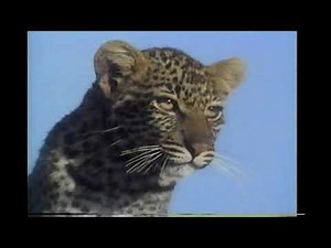 Time Life Nature Video Librarry - Leopard