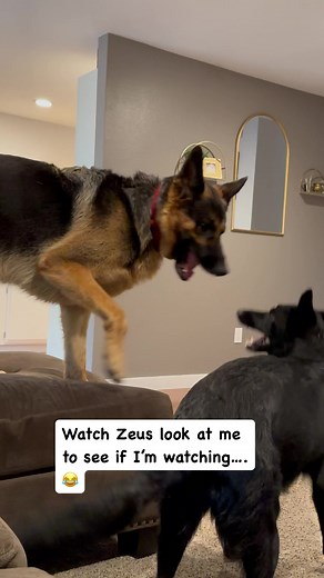 German shepherds PLAY WRESTLING!! #germanshepherd #germanshepherdpuppy #germanshepherdsofinstagram #gsd #gsdlove #gsdpuppy #reels #reelsvideo | Zeus and Luna