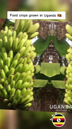 Farming in Uganda: Exploring Fertile Soils and Crops
