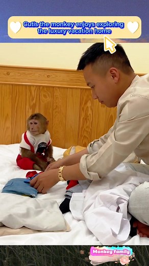 Cutis the Monkey Explores Luxury Vacation Home in New York