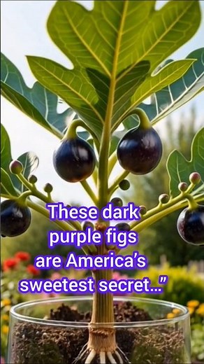 How Black Mission Figs Grow in America | Seed to Fruit Process