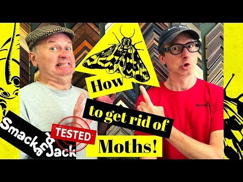 How To Get Rid Of Moths Using Moth Traps