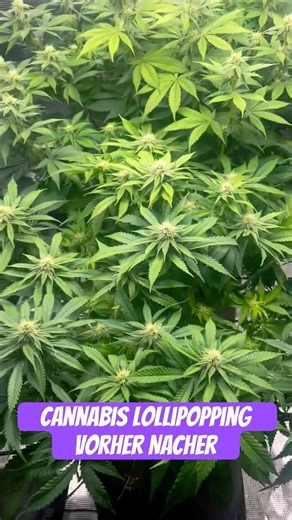 Cannabis Lollipopping Vorher Nacher SeedToHarvest #Homegrow #420