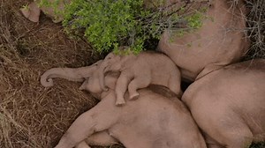 Wild elephants take nap during migration across China's Yunnan Province