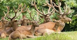 For first time in decade, Washington wildlife officials sample for chronic wasting disease on deer season opener
