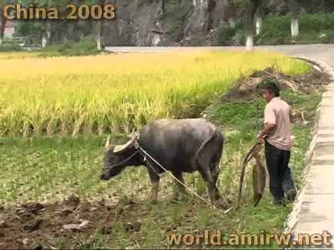 Plowing a rice field traditionally with a Chinese cow