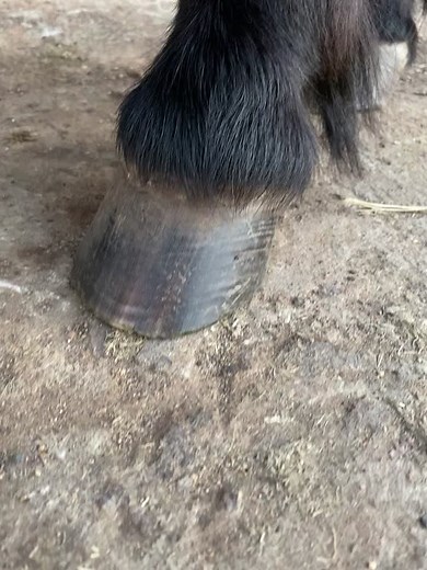 Mini Hoof Care Tips for Horse Owners