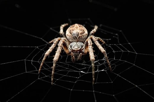 How Spider Silk Could Inspire Microphones of the Future and Revolutionize Sound Design