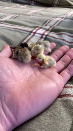 Chinese Painted Quail Chicks: A Farm Adventure