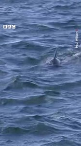 This incredible video shows dolphins swimming next to a lifeboat in Yorkshire! Read more here: https://bbc.in/47RFedc | BBC Yorkshire